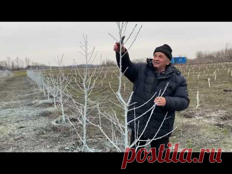 Обрезка персикового сада и обрезка черешни после посадки.