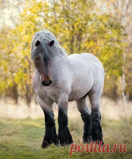 Актуальный Мир (@WorldActually) / Twitter. Удивительной красоты бельгийские лошади