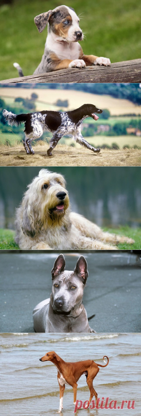 5 необычных пород собак, которые набирают популярность | PetTips