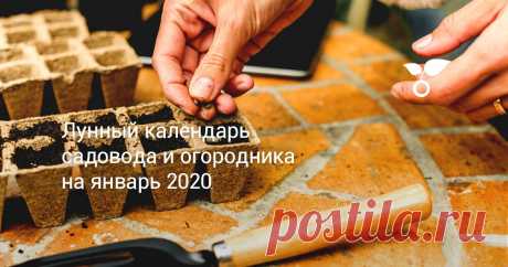 Лунный календарь садовода и огородника на январь 2020 Список январских работ в саду и огороде не ограничивается одними лишь посевами на рассаду. И лунный календарь садовода и огородника на январь 2020 поможет выбрать для них лучшее время.