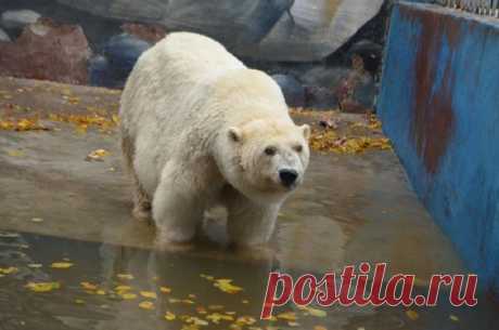 В феврале Пермский зоопарк попрощался с одним из своих символов – Амдермой. Грустим и рассказываем историю старейшей белой медведицы России.