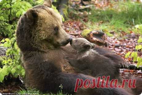 Медведица с медвежонком от фотографа Стефана Мейерса | Дай лапку