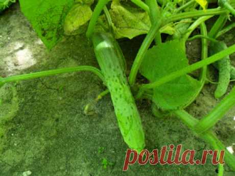 Вкусный Огород: Как вырастить огурцы в открытом грунте