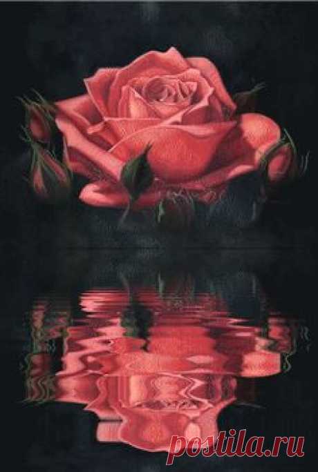 valentine flower reflection effects wallpaper - Google Search