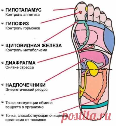 7 АКТИВНЫХ ТОЧЕК НА СТОПЕ ВЕРНУТ ВАС К ЖИЗНИ ЗА ПАРУ МИНУТ!
1. Массируя большой палец ноги, вы воздействуете на гипоталамус. Это очень полезно людям, которые страдают избыточным весом, — нажатия на эту точку помогают контролировать аппетит, способствуют естественному похудению.
2. В центре большого пальца находится точка, отвечающая за работу гипофиза — главной гормональной железы. Никакой гормональный дисбаланс вам не будет страшен, если уделять этой точке достаточно внимания!
3. У основания