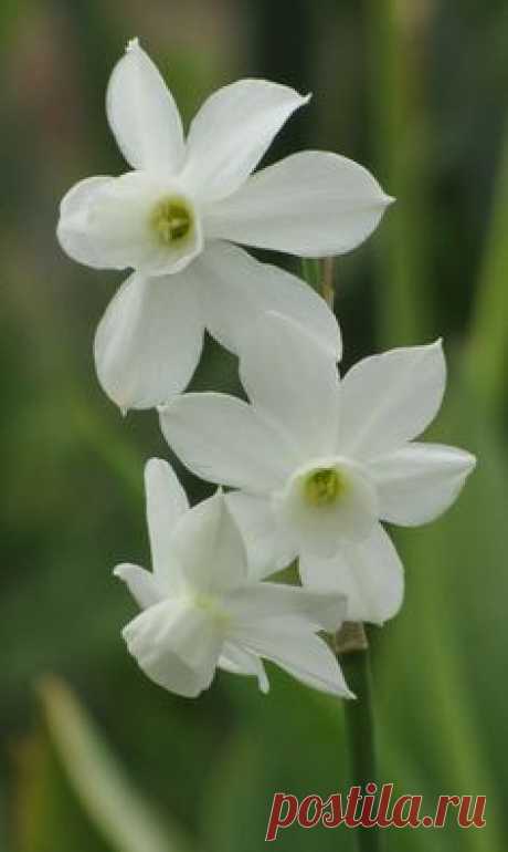 Narcissus triandrus 'Petrel' - fragrant, 3 or 4 flowers per stem,  good naturalizer, 14" to 16" tall