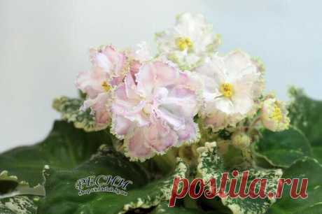 african violet LEAF RS- bogina vesny (GODDES OF SPRING) UKRAINIAN | eBay