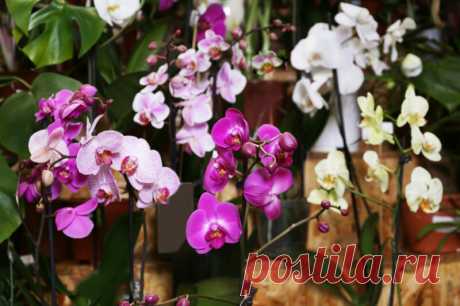 Что делать с цветоносом орхидеи после цветения, чтобы следующее наступило быстрее | Азбука огородника | Яндекс Дзен