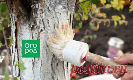 Что добавить в побелку, чтобы защитить деревья от грызунов и болезней | В саду (Огород.ru)