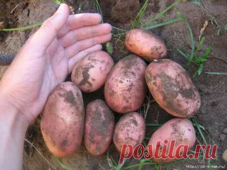 Как обновить сорт картофеля: 5 способов .