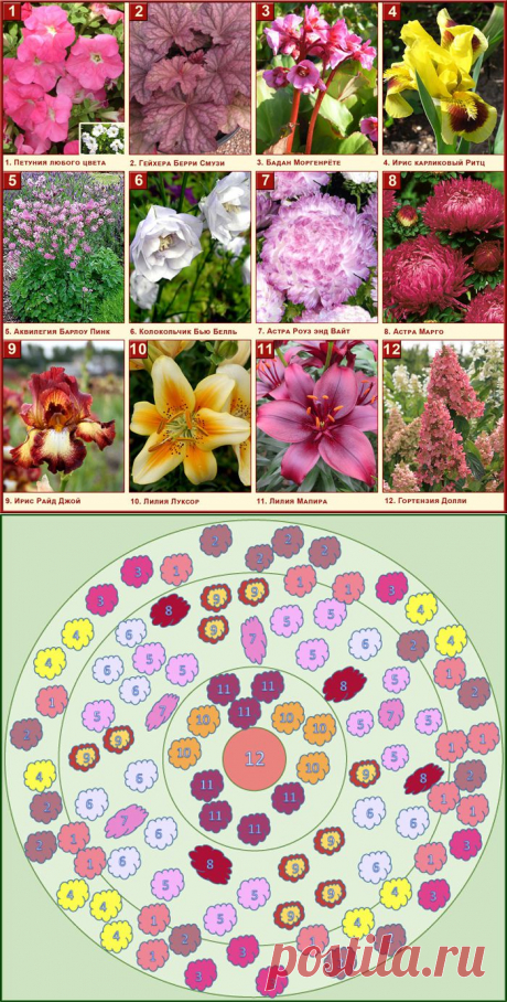 Способы оформления клумб, рабаток, миксбордеров, бордюров, примерные сочетания растений для оформления - Растения в Вашем саду - Интернет магазин Садовый каталог