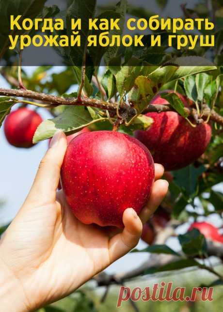 Когда и как собирать урожай яблок и груш