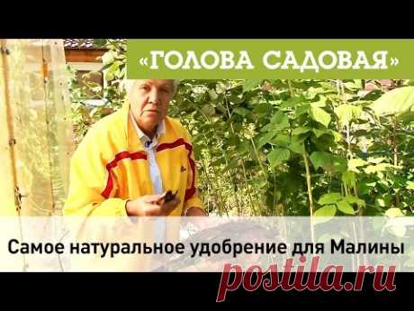 Голова садовая - Самое натуральное удобрение для Малины