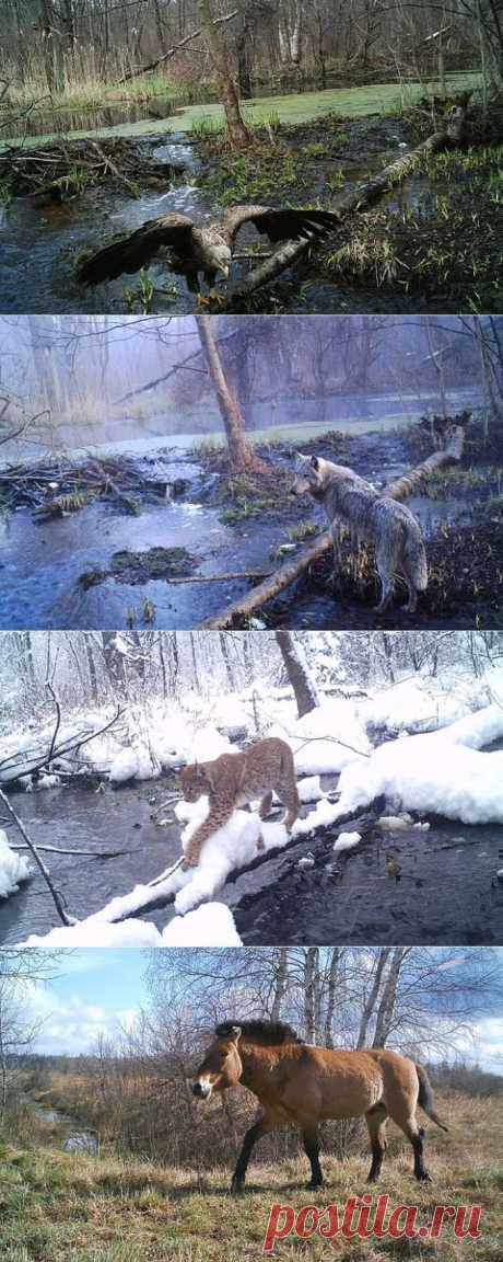 Вот что ученые обнаружили в чернобыльском лесу! Это шокировало весь мир.