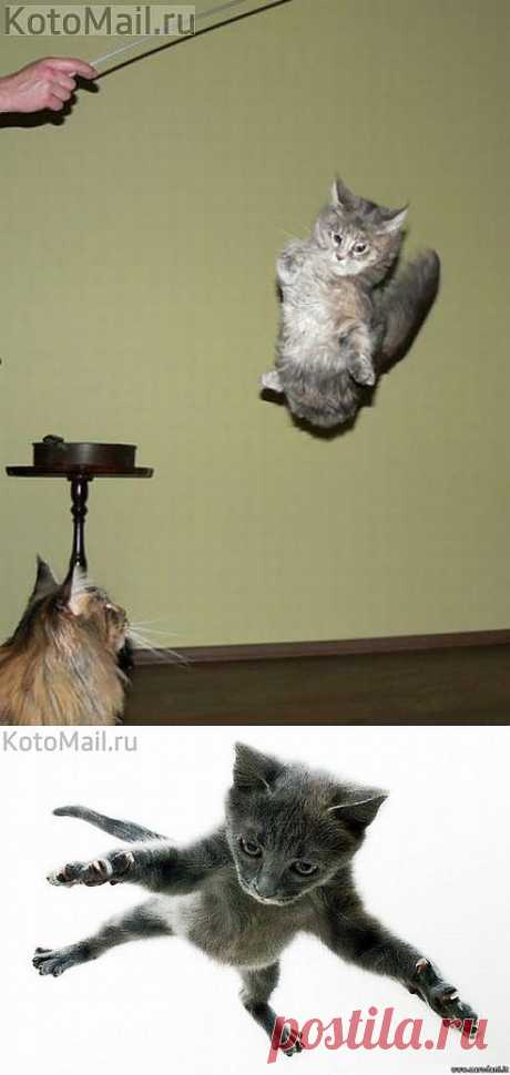 летющие коты | KotoMail.ru