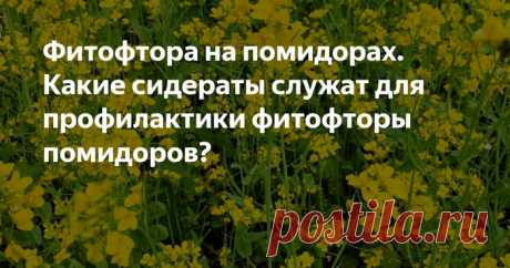 Какие сидераты восстановят почву после помидоров