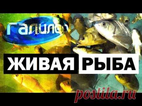 Галилео. Живая рыба 🐟 Fish