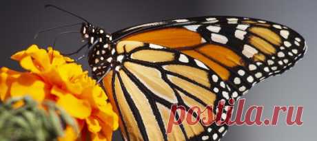 Небольшой парадокс: чтобы увеличить запас феромонов для спаривания, бабочки данаида монарх поедают собственных детенышей. Явление получило название «клептофармакофагия» и, к сожалению, это — плохой сигнал.