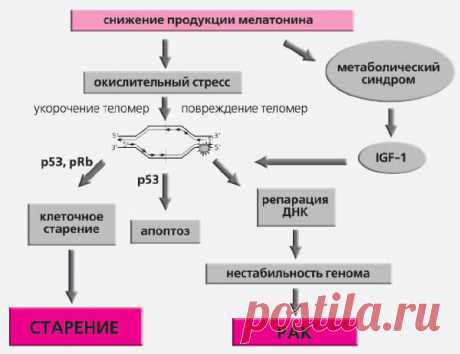 Отчего мы стареем: главный дирижер эндокринного оркестра