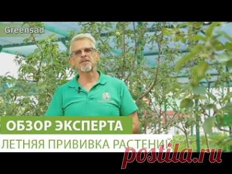 Летняя прививка растений