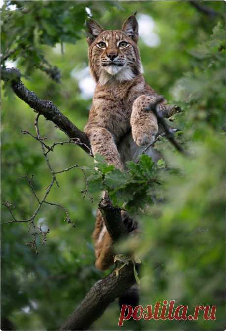 The Eurasian Lynx (Climbed up high up in an oak tree) by Charl Mellin / 500px