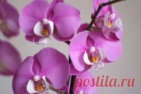 Аптечка для здоровья орхидеи