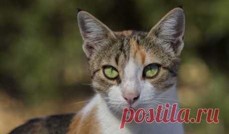 Эгейская кошка: информация о породе | PetTips