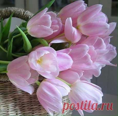 Прекрасные тюльпаны