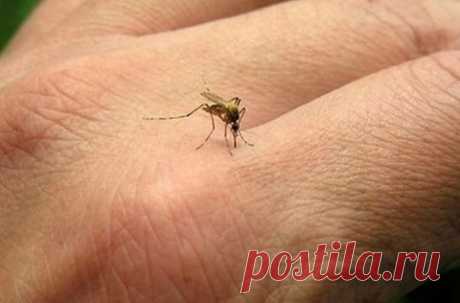 Народные средства борьбы с мухами, комарами и клопами!