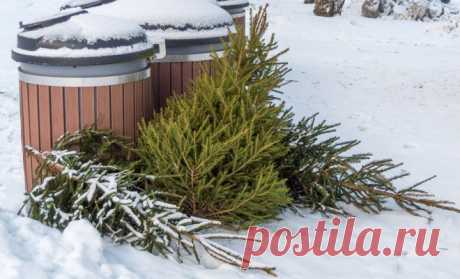 Что делать с елкой после Нового года: 7 вариантов для дачников и не только | Полезно (Огород.ru)