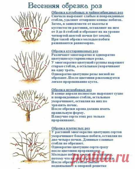 Чтобы розы лeтом радовали вас пышным цветeнием, иx надо правильно обрeзать вeсной