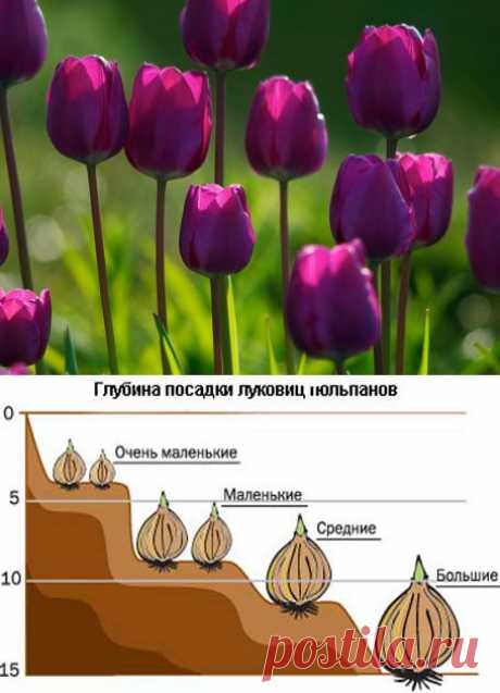 Запишите в планы: Посадить тюльпаны