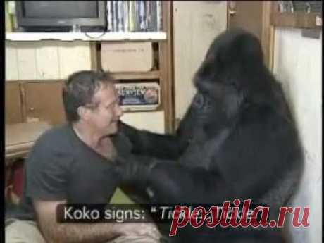 Koko the Gorilla with Robin Williams.mp4