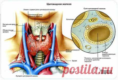 КАША ДЛЯ ЩИТОВИДНОЙ ЖЕЛЕЗЫ