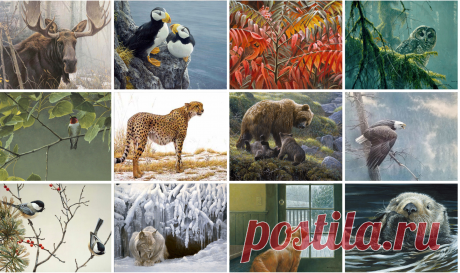 Коробочный набор карточек с изображением дикой природы Роберта Бейтмана - Фонд Бейтмана
