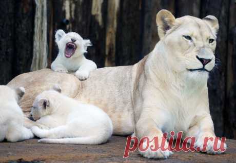Белые львы, львицы и львята демонстрируют свою красоту | Кошачий вестник