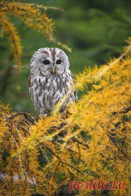 +Chobbit Hobbit's Nature Corner+ — drxgonfly: Tawny owl (by Tomáš Hilger)