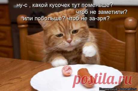 Лучшие котоматрицы недели / Питомцы