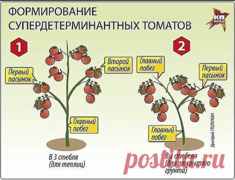 ПОМИДОРНАЯ НАУКА.