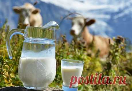 Молоко может помочь организму человека предотвратить развитие некоторых заболеваний | Будем здоровы | Яндекс Дзен