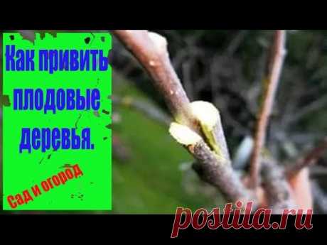 Как привить плодовые деревья. Сад и огород выпуск 143