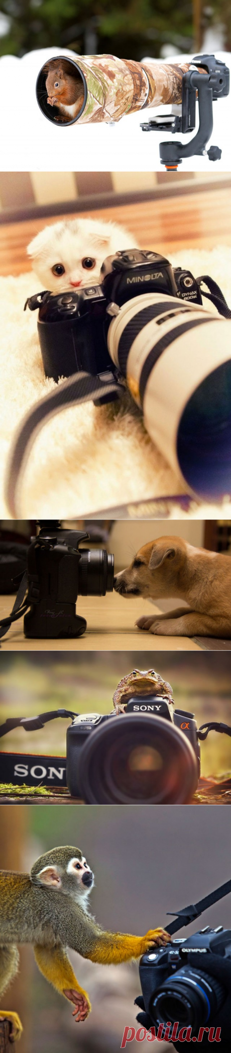 Животные, которые знают, как правильно фотографировать