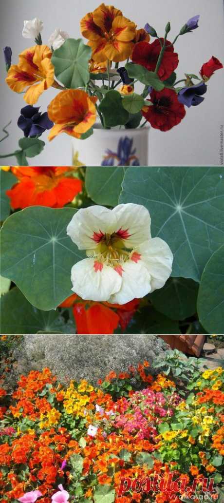Настурция-это не только цветок, но и полезное растение для сада! | ЖЕНСКИЙ МИР