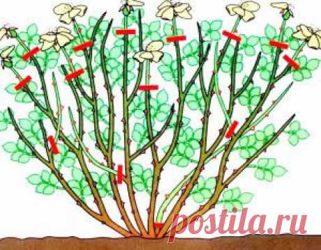 Обрезка роз и удаление дикой поросли фото | Дача - впрок