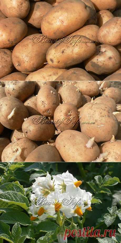 Выращивание картофеля Невский, фото картофеля Невский | BeautyInfo