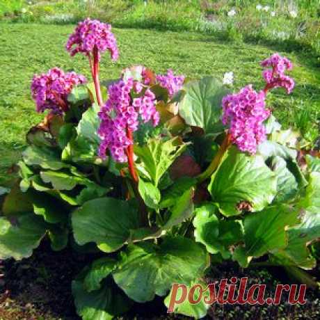 Бадан или бергения (Bergenia crassifolia)