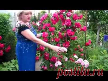 РОЗЫ, ТУИ, ХОСТЫ - ЛАНДШАФТНЫЙ ДИЗАЙН!!!  УКРАШАЕМ ЗАБОРЫ/ ROSES, TUI, the host - LANDSCAPE DESIGN