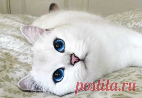 Самый красивый Кот с самыми красивыми в мире глазами :)