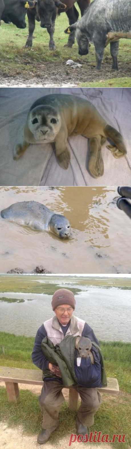 Baby seal rescued in England after cows find her - NY Daily News