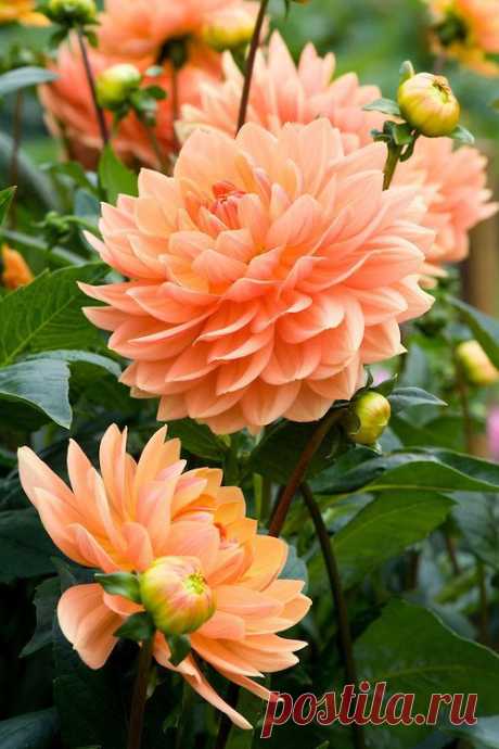 Dahlia 'Rancho' | A Dalliance with Dahlias